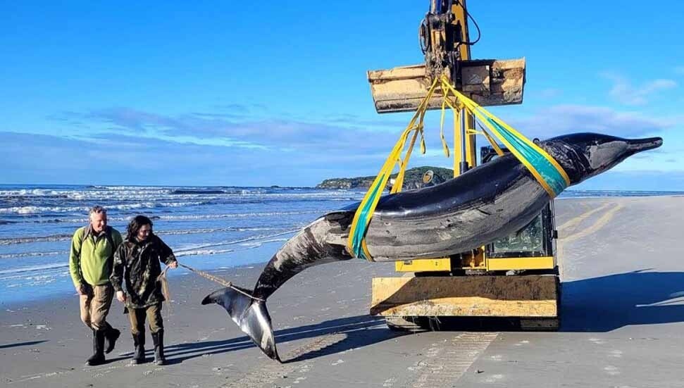 Dünyanın ‘en nadir’ balinası, Yeni Zelanda’da karaya vurdu