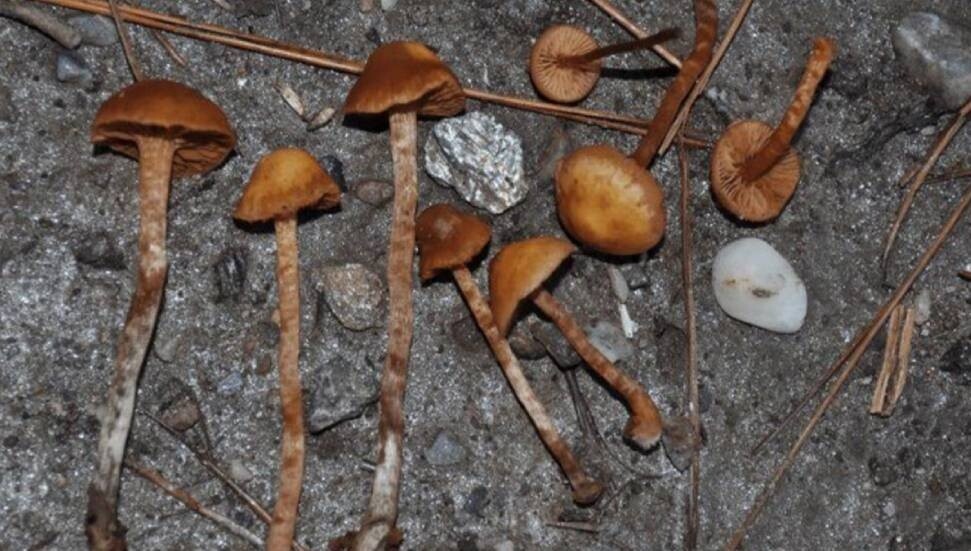 Keşfedilen ölümcül mantarın Türkiye’deki ilk kaydı Aydın’da yapıldı