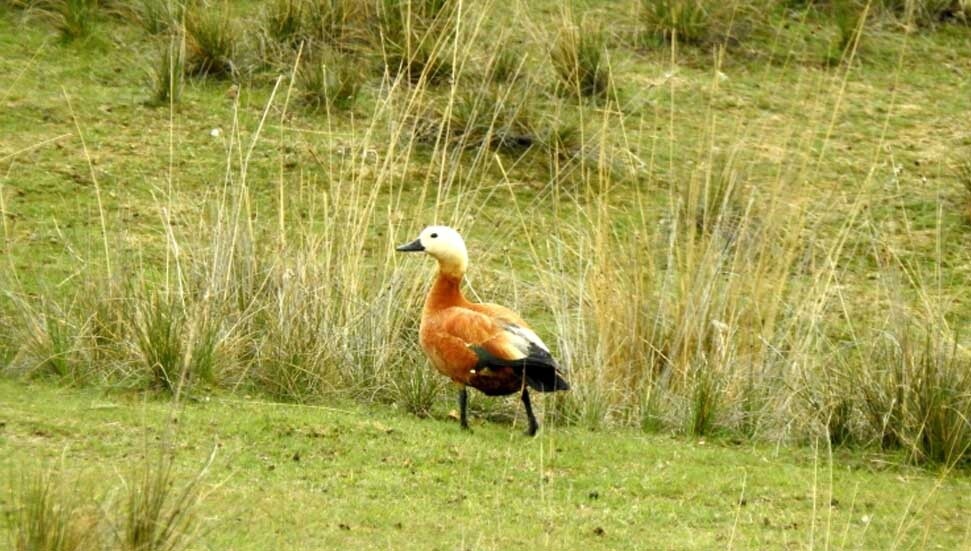 Göçmen kuşların Afrika- Asya yolculuğunun mola noktası: Ekşisu Sazlığı