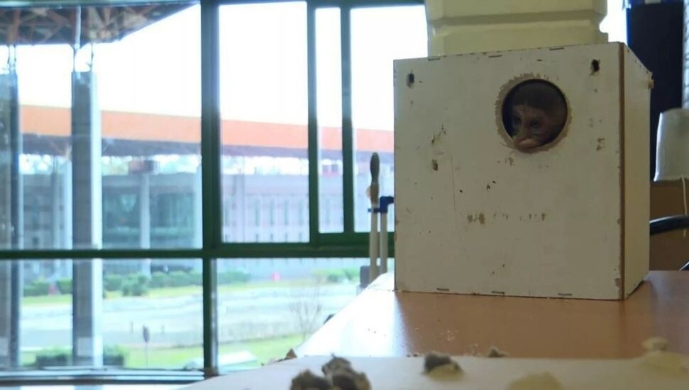 Ankara'dan Antalya'ya gönderilen koliden 'maymun' çıktı