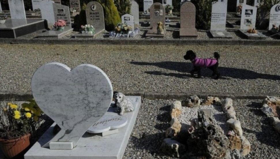 Milano'da evcil hayvanlar sahiplerinin mezarına gömülebilecek