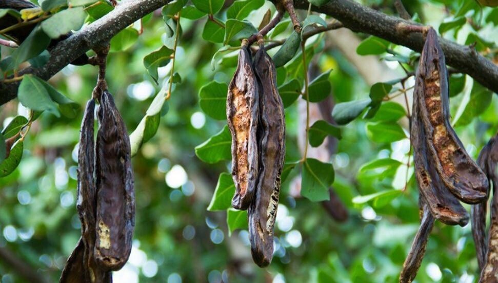 Tarım ve Doğal Kaynaklar Bakanlığı Harup üreticilerine 6,9 milyon TL destek ödemesi yaptı