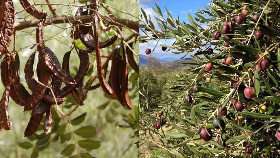 İskele'de 15 Ağustos’tan itibaren harup toplanabilecek