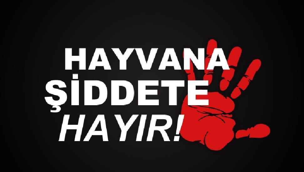 Geçitkale’de boğularak öldürülen bir köpek bulundu