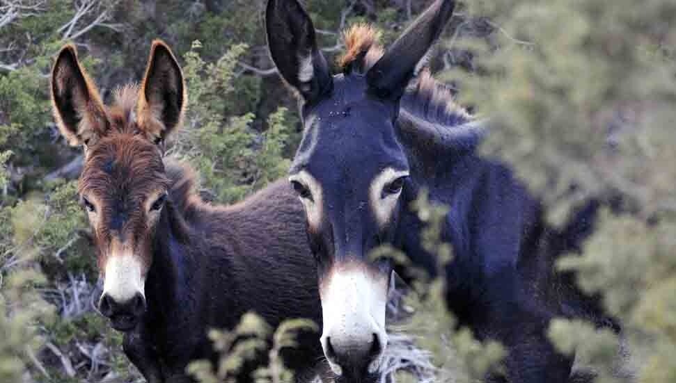 Karpaz Donkeys at the Center of Controversy Amid Turkey's Animal Euthanasia Debate
