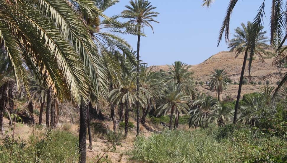 Lefke Hurma Festivali Pazar günü yapılıyor