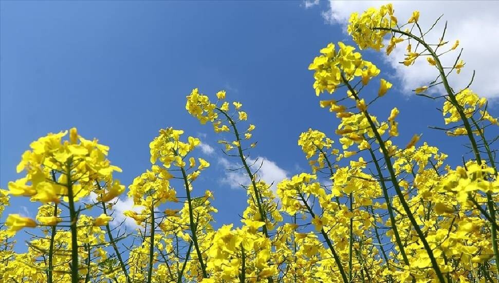 Tarım Bakanlığı bitki koruma ürünleri eğitimi düzenliyor