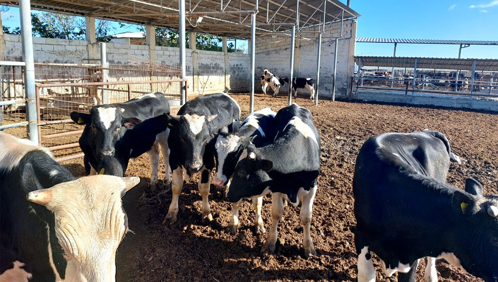 Rum basını: “Pergama”daki "Kıbrıs Cumhuriyeti"ne kayıtlı çiftliklerin faaliyetleri askıya alındı