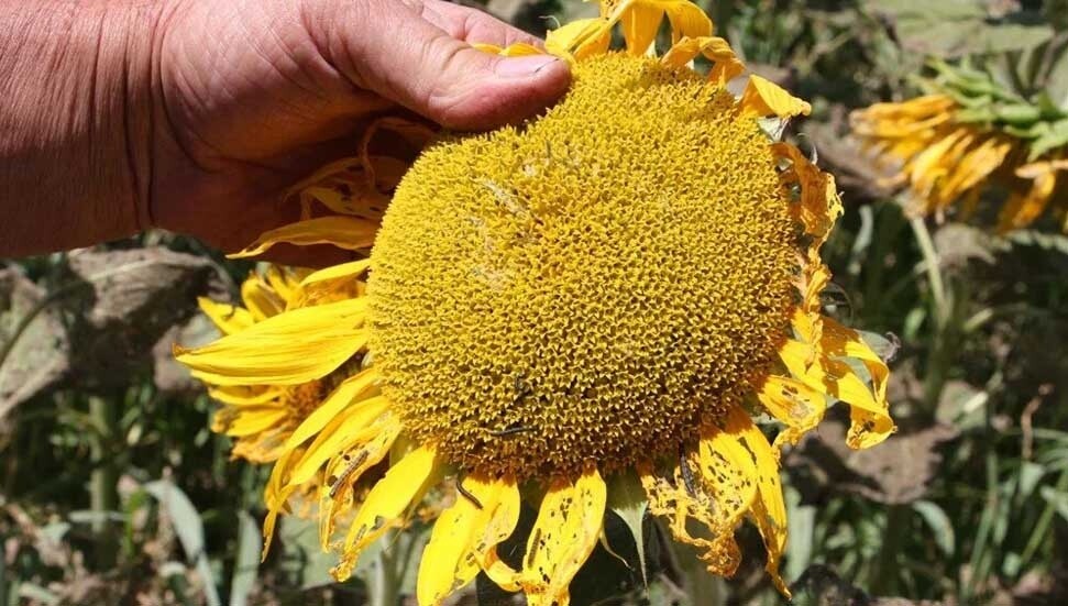 Trakya'da ayçiçeği tarlalarında 'çayır tırtılı' istilası
