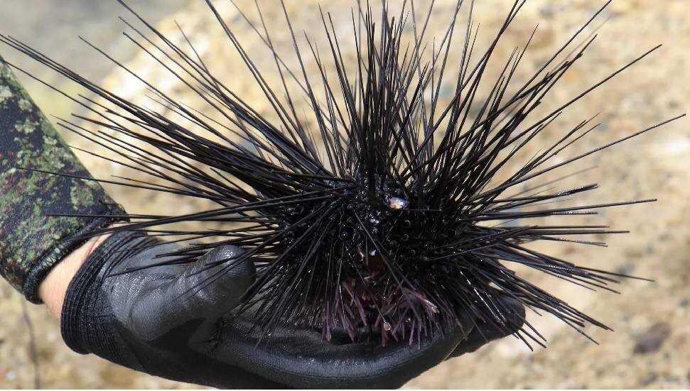 Akdeniz'de istilacı deniz kestanesi tehlikesi