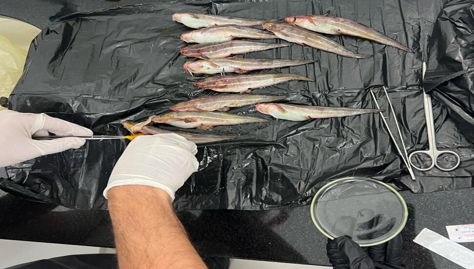 Zehirli çizgili yılan kedi balığı uyarısı!