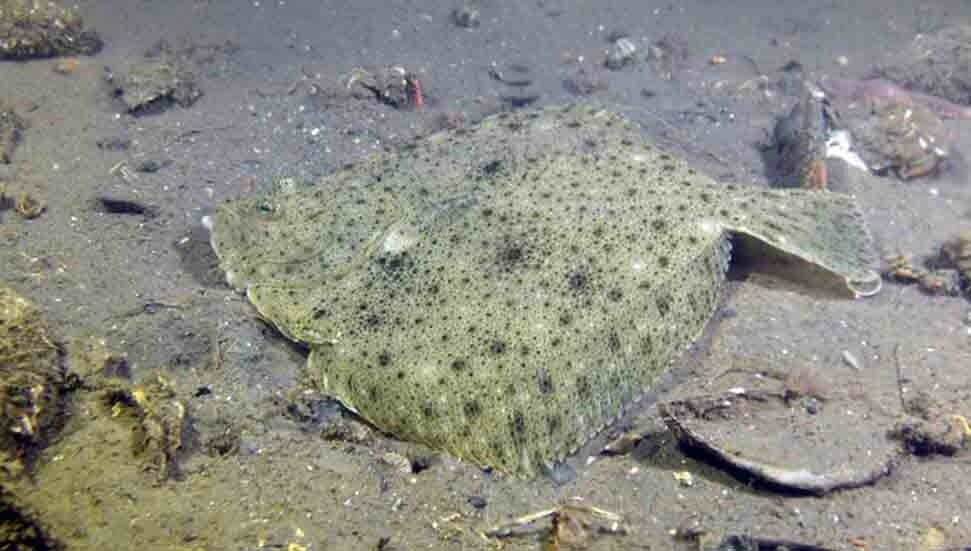 İzmit Körfezi'nde popülasyonu artan kalkan balıkları ve hayalet ağlar görüntülendi