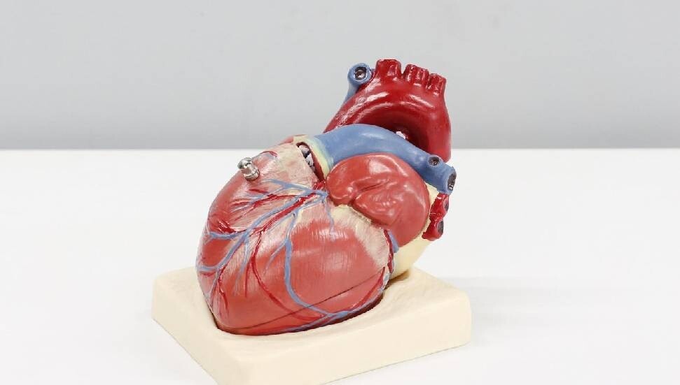 'Aşk hormonu'nun hasarlı kalpleri iyileştirebildiği ortaya çıktı