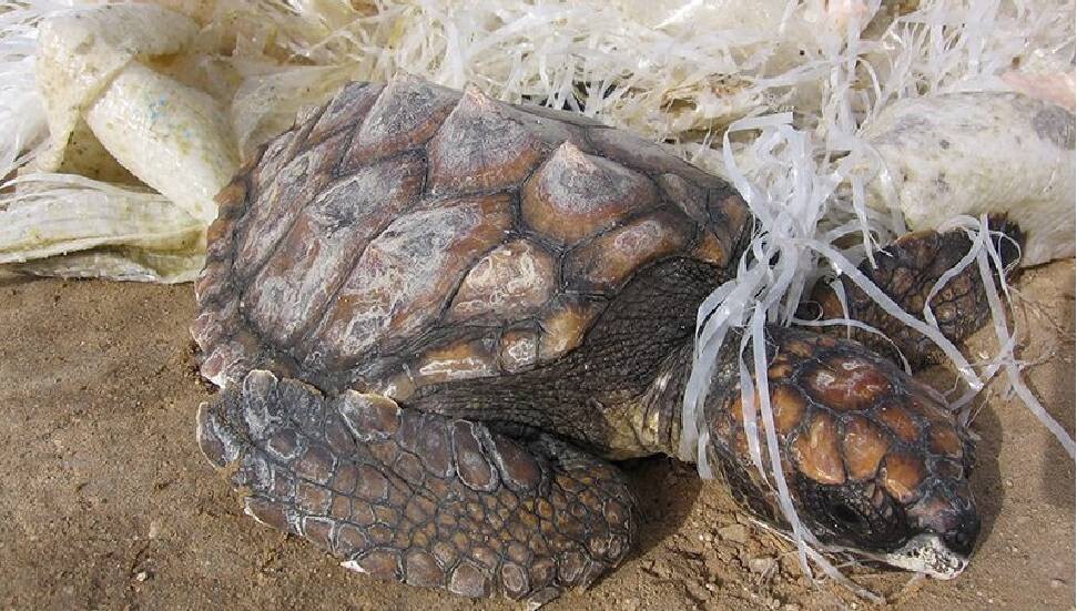 Tabipleri Birliği: Temiz bir çevre ve sağlıklı bir gelecek için çalışmalıyız