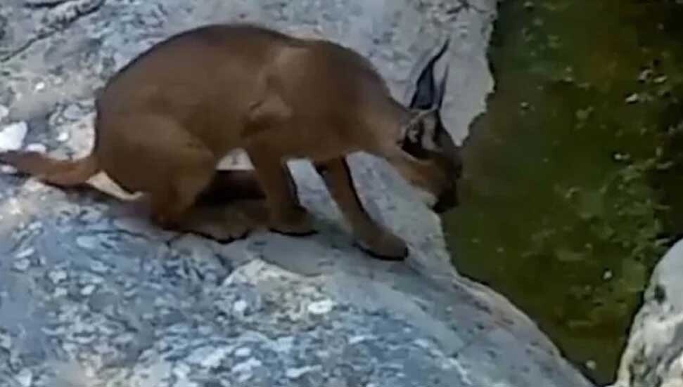 Nesli tehlike altındaki karakulak su içerken görüntülendi