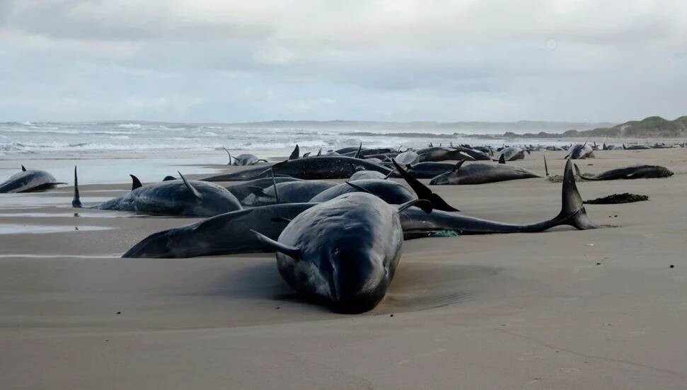 1947'ten bu yana bir ilk: Sahte katil balinalar kıyıya vurdu