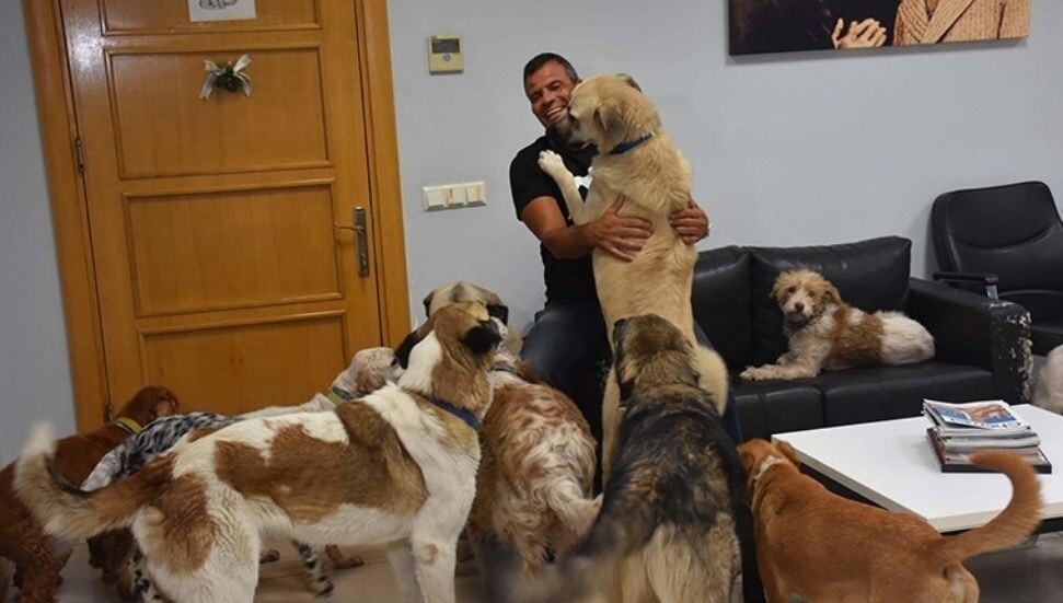 İzmir'de bir iş insanı fabrikasını can dostlarına açtı: 36 köpek, 7 kedi var