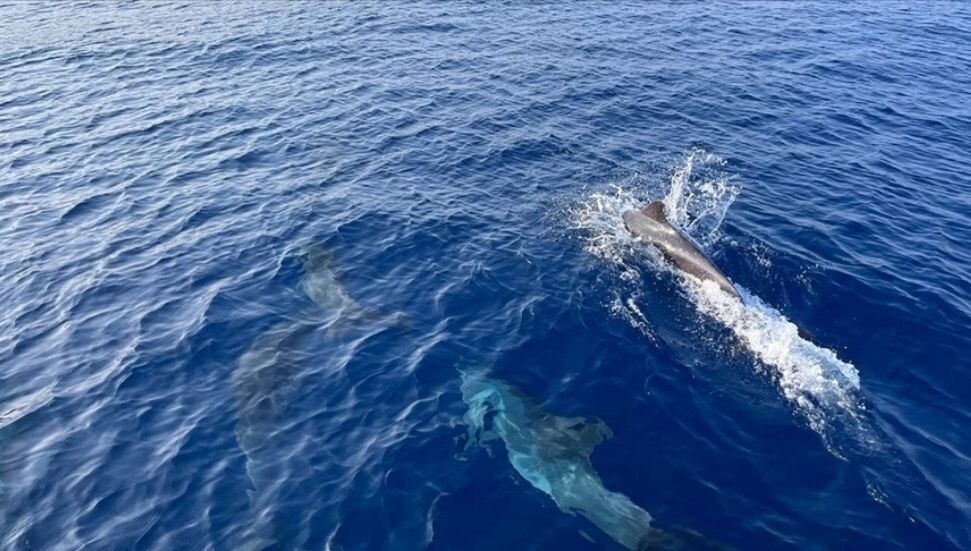 Yunusların ortak bir dil kullandığını gösteren yeni kanıtlar bulundu