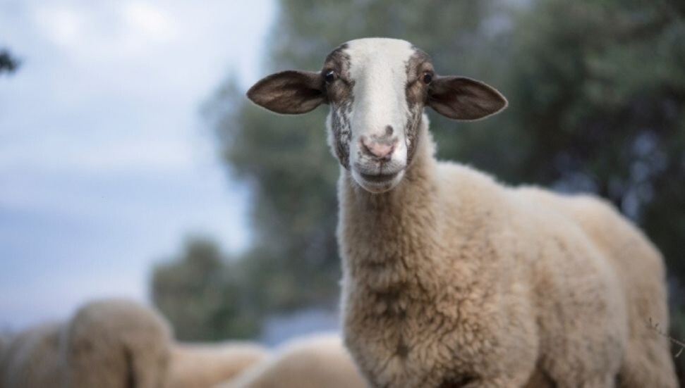 Mavi Dil hastalığı ülkeyi kırıp geçirdi: 80 çiftlik karantinada, 150'nin üzerinde hayvan telef oldu