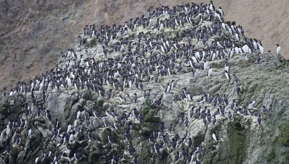 Modern tarihte kaydedilen en büyük kuş felaketi: 4 milyon kayıp