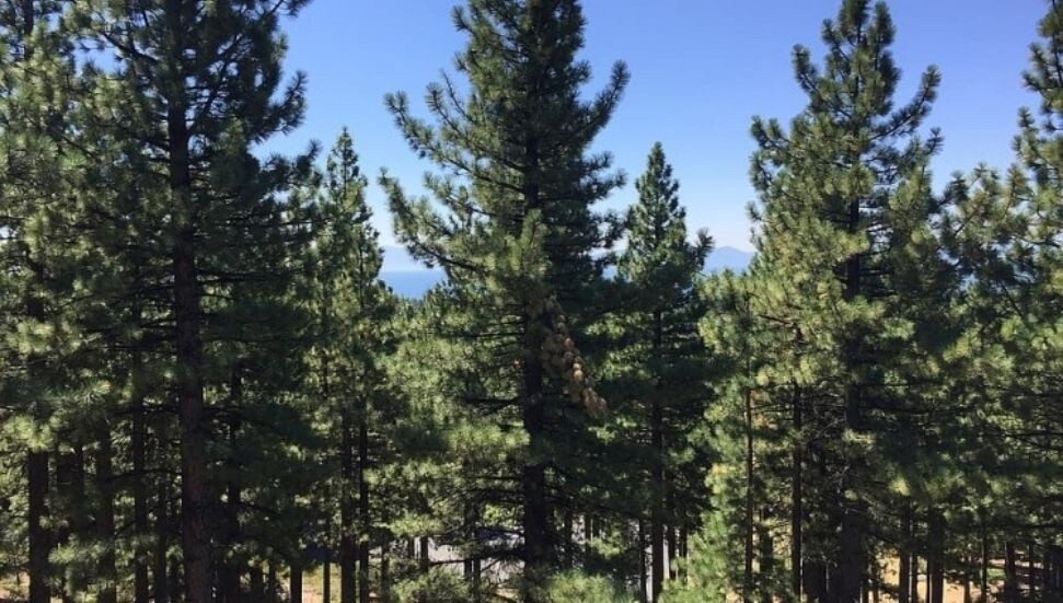 KEMA: Kızılçam ormanlarında böcek istilası sonucu çam ağaçlarında kitle ölümleri yaşanmaya başladı