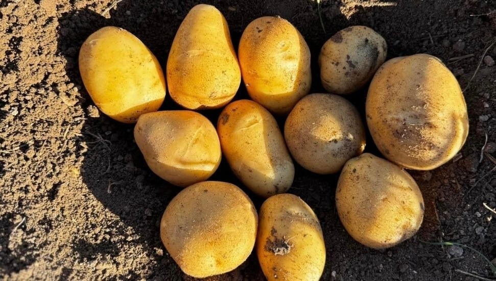 Tarım Bakanlığı, ithal edilen Sivas üretimi sofralık patateslere uygulanan süreci paylaştı