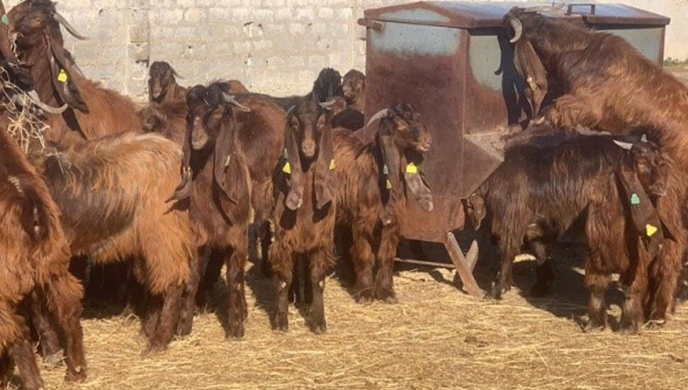 Veteriner Dairesi canlı hayvan satışı yapacak
