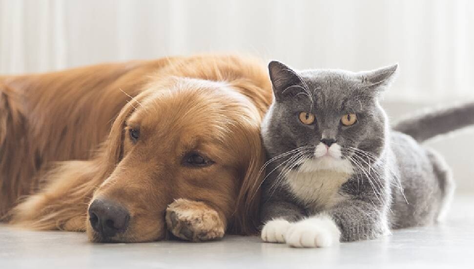 Araştırma: Kedi veya köpekle yatmak uyku kalitesini bozabiliyor