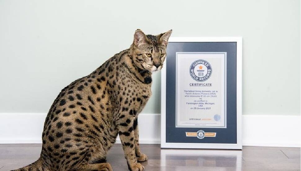 'Yaşayan en uzun evcil kedi' unvanı el değiştirdi