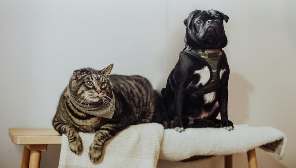 "Hayvanınızın yapay zeka versiyonuyla sevgili olur muydunuz?" anketinde şaşırtıcı sonuç