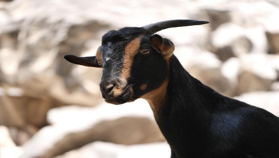 Rum Tarım Bakanlığı'nın yangınlara karşı savaşta 'GPS tasmalı keçi' programı başlatıldı!