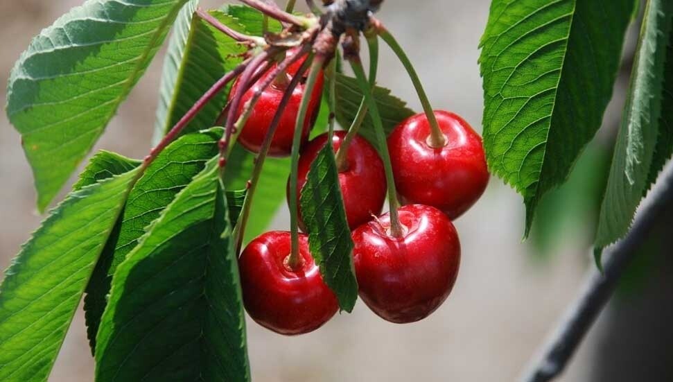 Prof. Dr. Canan Karatay yazın tüketilmemesi gereken meyveyi açıkladı