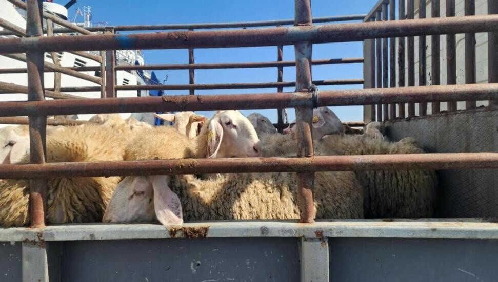 İspanya’dan getirilen 4 bin 804 küçükbaş hayvan kayıpsız ulaştı