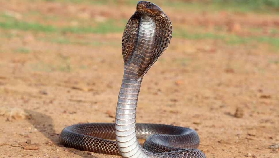 İsveç’te 6 gündür kayıp, tehlikeli yılan hala bulunamadı