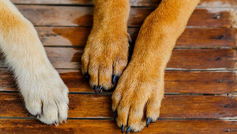 Girne’de “Beni Görüyor Musun?” sergisi: Sokak köpeklerinin hikâyeleri objektife yansıyor