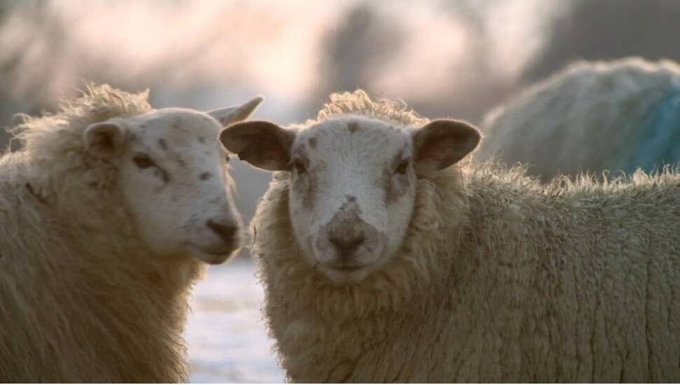 DÜÇ, kasaplık hayvan satışı yapacak