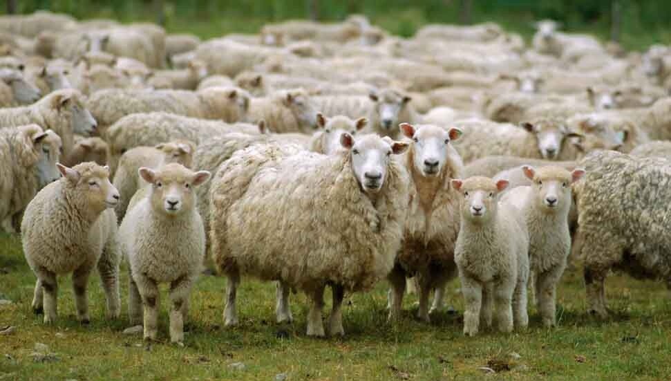 Kasaplara bir yaşını geçmemiş küçükbaş hayvan başına 800 TL'lik destek