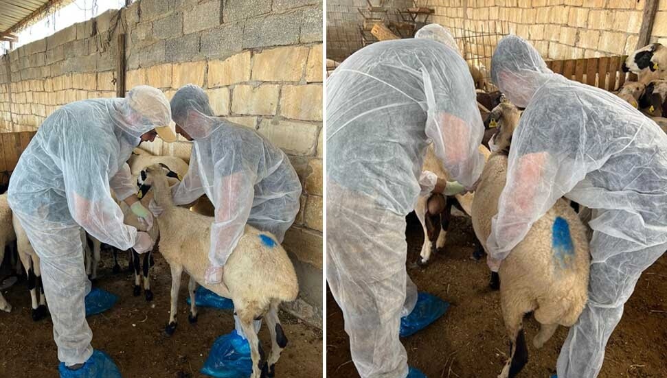 5,710 small ruminants vaccinated against sheep and goat pox in Gazimağusa