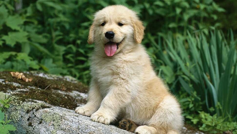 Güney Kıbrıs'ta, Baf’taki barınak yıkılma tehlikesinde: Bin hayvan yeniden sokakta kalabilir