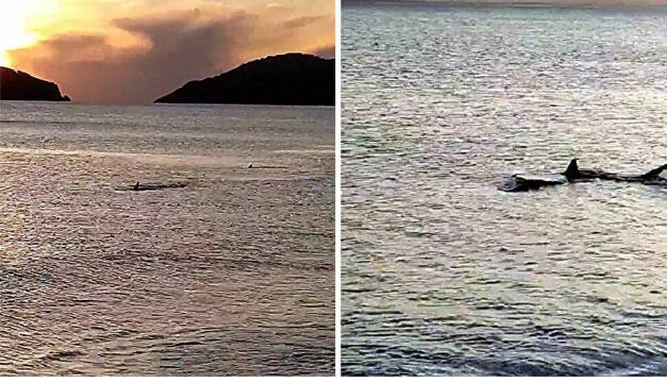 Muğla'da kıyıya 3 metre mesafede köpek balıkları görüntülendi