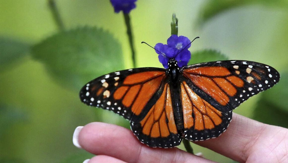 Kral kelebeğinin görüntüsü büyük ilgi çekiyor