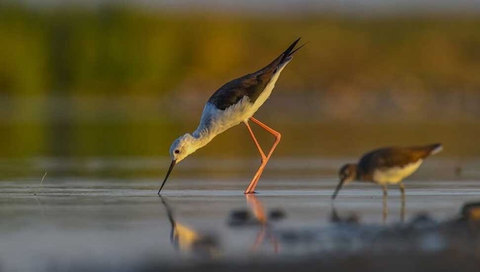 Kavurucu sıcak kuşları da vurdu: Tüyleri bile yetersiz kalıyor