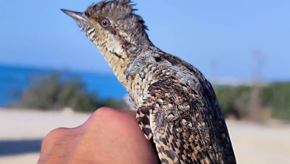 Karpaz’da Kuş Göç Araştırma İstasyonu kuruldu