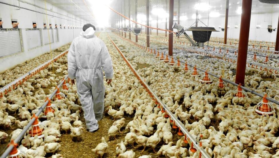 Japonya'da kuş gribi alarmı: Öldürülen tavuk sayısı 1,7 milyona fırladı