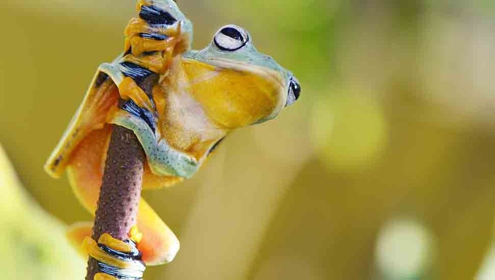 Ekvador'da 6 yeni kurbağa türü keşfedildi