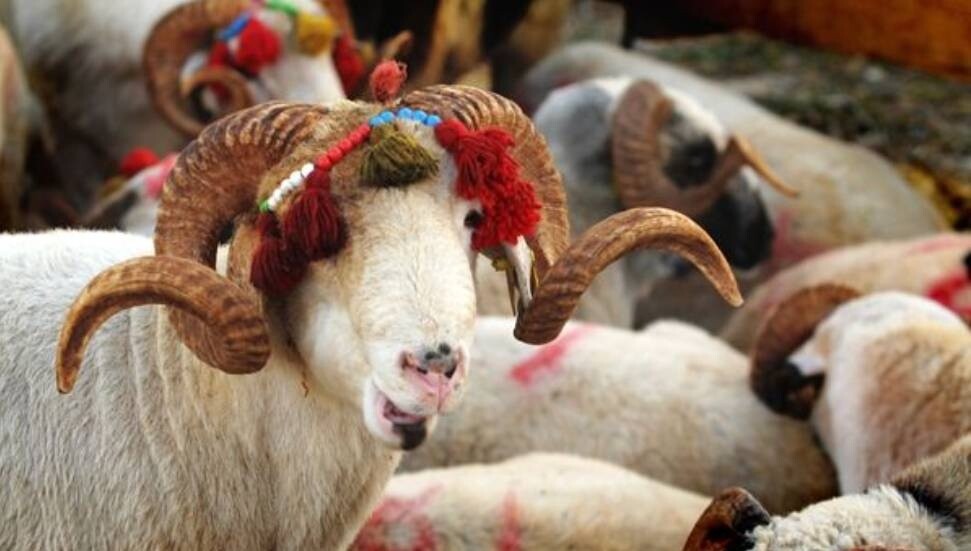 Kurban Bayramı tüm yurtta kutlanıyor