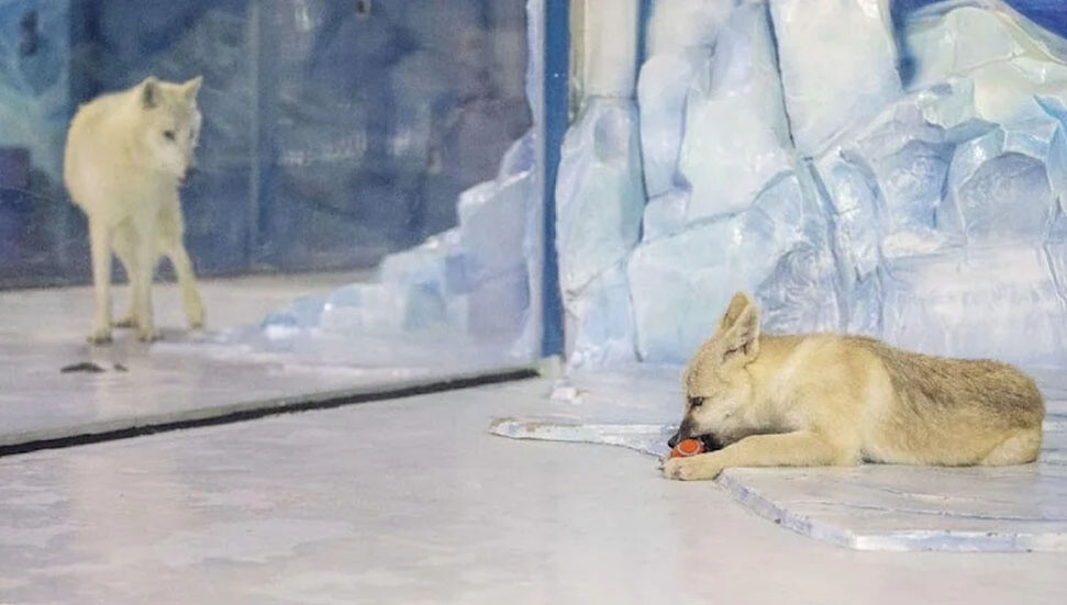 Klonlanmış kutup kurdu halkla buluştu