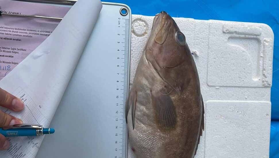 İthal Lahoz balıkları imha edildi