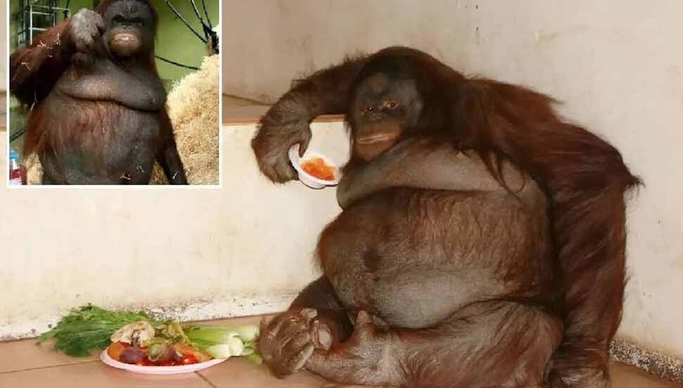 Lokumla beslenen dünyanın en şişman orangutanı obez oldu