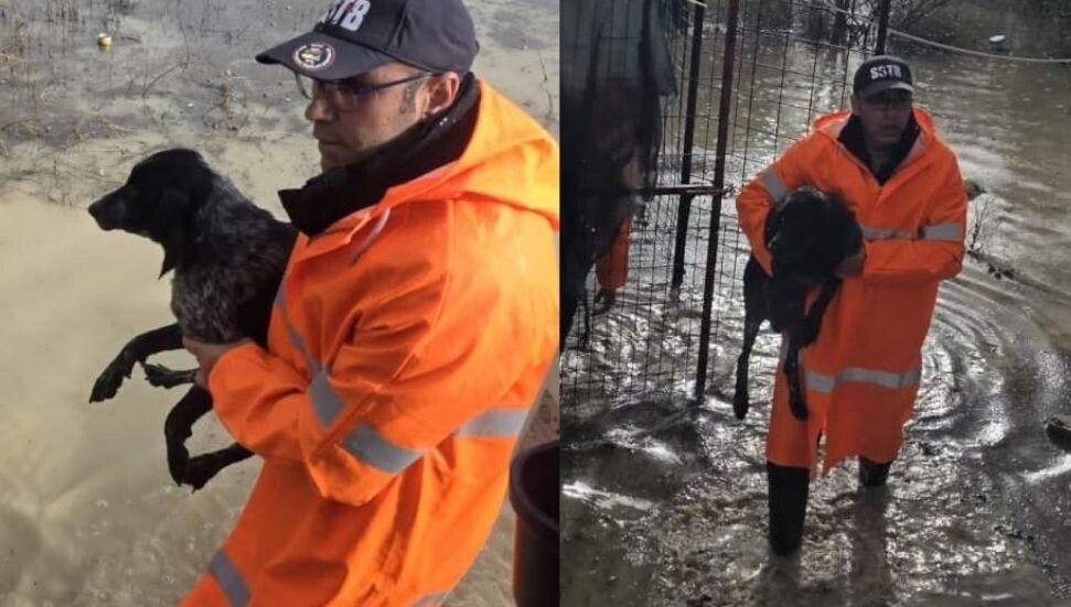 Yenikent’te su taşkınında mahsur kalan köpekler kurtarıldı